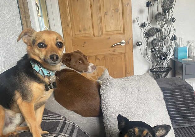 2 year old chihuahua cross jack russell for sale in Lowestoft, Suffolk