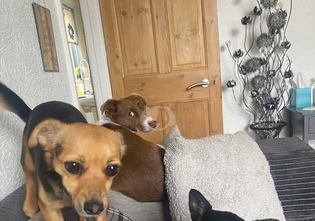 2 year old chihuahua cross jack russell for sale in Lowestoft, Suffolk - Image 2