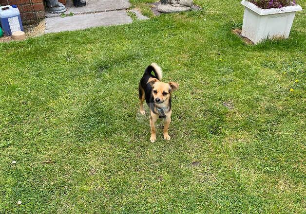 2 year old chihuahua cross jack russell for sale in Lowestoft, Suffolk - Image 3