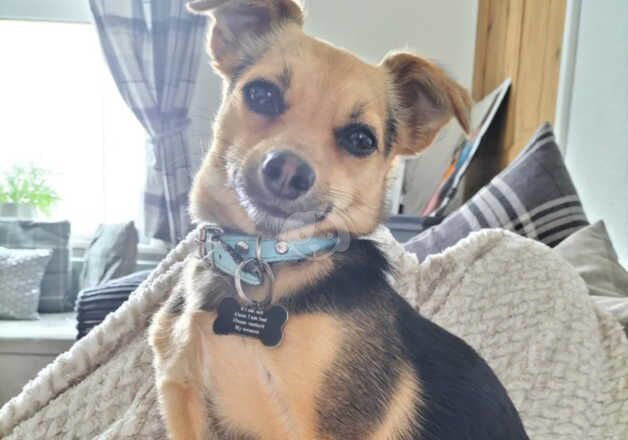 2 year old chihuahua cross jack russell for sale in Lowestoft, Suffolk - Image 5