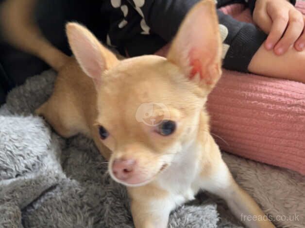 2 year old girl chihuahua for sale in Paisley, Renfrewshire