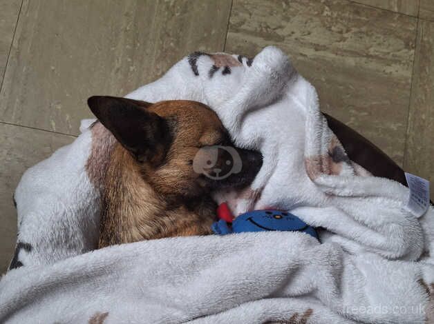 2 year old male neutered chihuahua for sale in Redditch, Worcestershire - Image 2