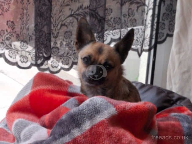 2 year old male neutered chihuahua for sale in Redditch, Worcestershire - Image 3