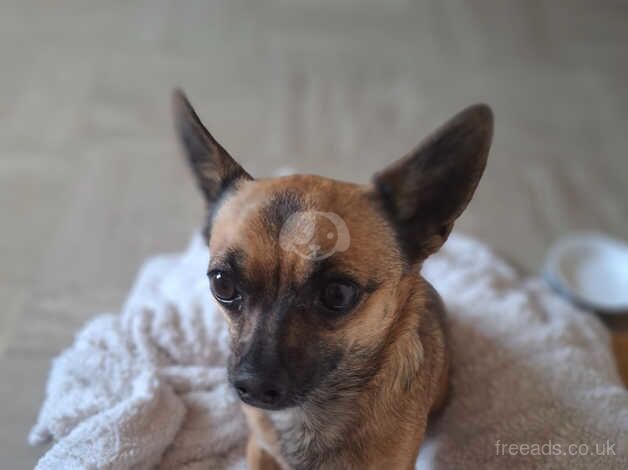 2 year old male neutered chihuahua for sale in Redditch, Worcestershire - Image 4