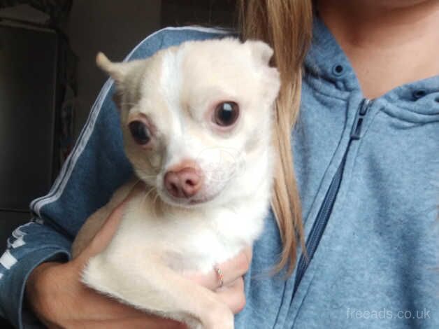 2 years old boy chihuahua looking for new loving family for sale in Kingston upon Hull, East Riding of Yorkshire