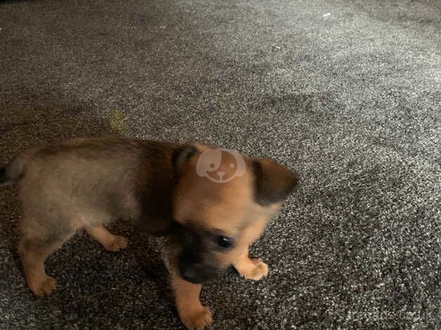 Chihuahua Puppies for sale in Staffordshire