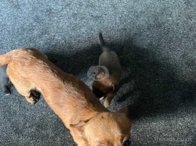 Chihuahua Puppies for sale