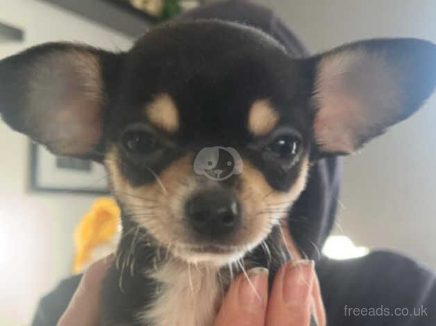 Chihuahua Puppies for sale in Down