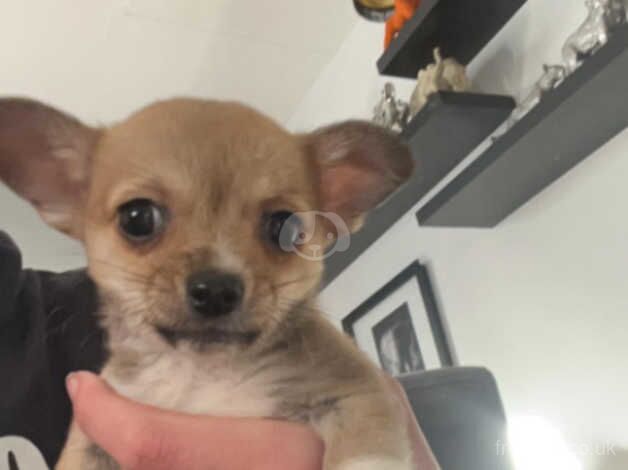 Chihuahua Puppies for sale