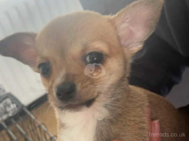 3 chihuahua pups. for sale in Downpatrick, Down - Image 5