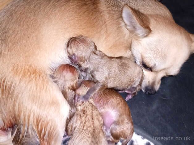 Chihuahuas for sale in Cumbria, Cumbria