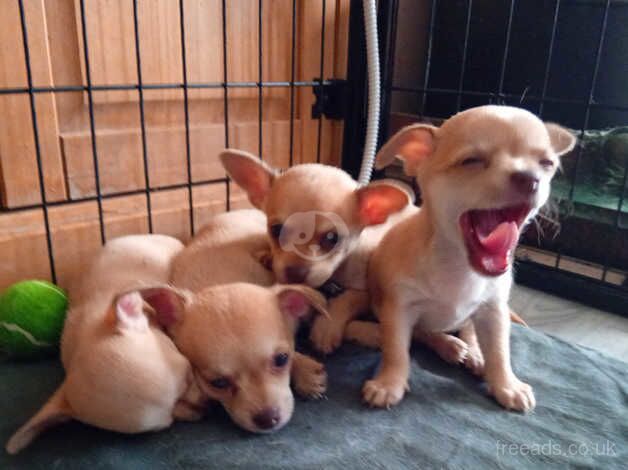 Chihuahua Puppies for sale in Cumbria