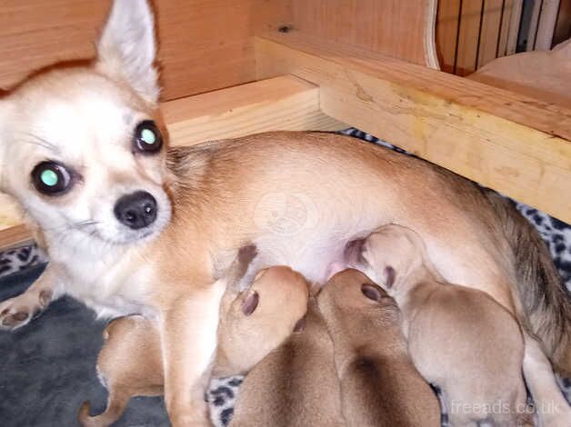 Chihuahua Puppies for sale