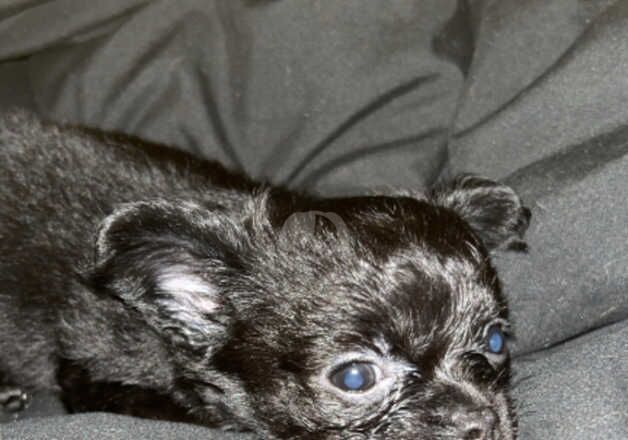 3 gorgeous Pomchi/Chihuahua pups. 3 Male 1 Female for sale in Horncastle, Lincolnshire - Image 1