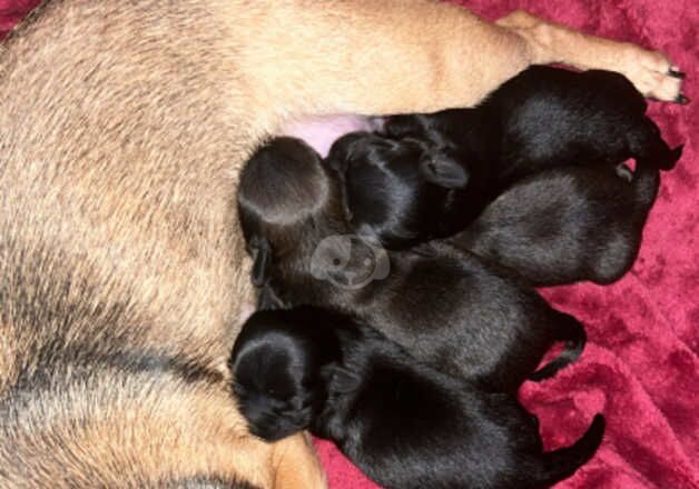 3 gorgeous Pomchi/Chihuahua pups. 3 Male 1 Female for sale in Horncastle, Lincolnshire - Image 2