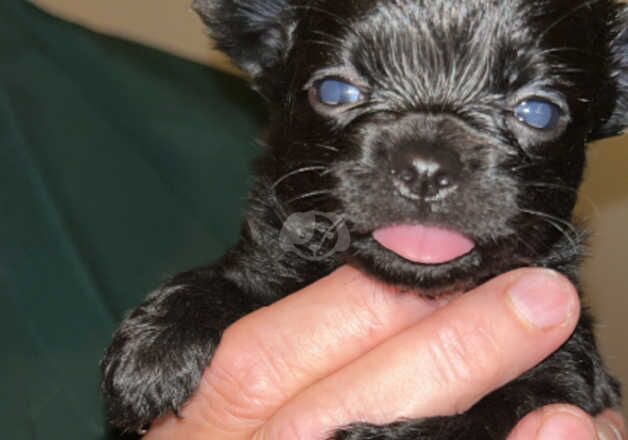 3 gorgeous Pomchi/Chihuahua pups. 3 Male 1 Female for sale in Horncastle, Lincolnshire - Image 3