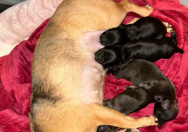 3 gorgeous Pomchi/Chihuahua pups. 3 Male 1 Female for sale in Horncastle, Lincolnshire - Image 4