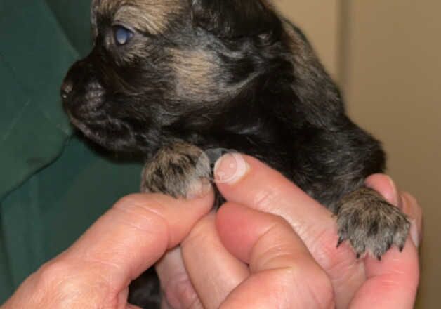 3 gorgeous Pomchi/Chihuahua pups. 3 Male 1 Female for sale in Horncastle, Lincolnshire - Image 5