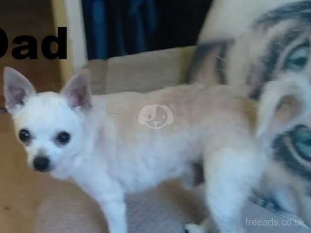 3 White Chihuahua Pups, Ready To Go for sale in Leeds, West Yorkshire - Image 2