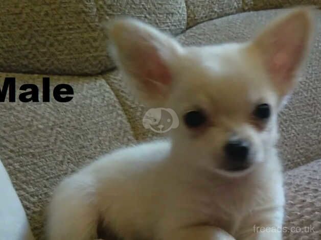 Chihuahua Puppies for sale in West Yorkshire