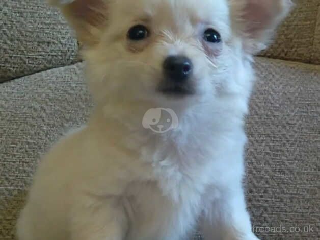 3 White Chihuahua Pups, Ready To Go for sale in Leeds, West Yorkshire - Image 5