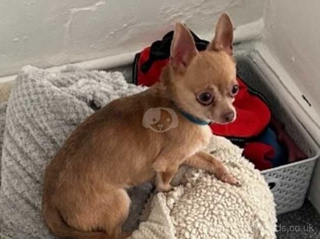 3 year old male tiny chihuahua for sale in Ellesmere Port, Cheshire - Image 1