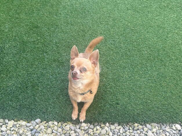 3 year old male tiny chihuahua for sale in Ellesmere Port, Cheshire - Image 2