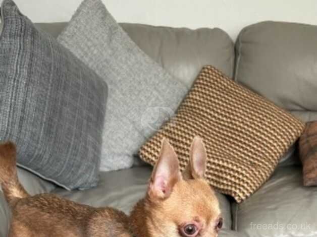 3 year old male tiny chihuahua for sale in Ellesmere Port, Cheshire - Image 3