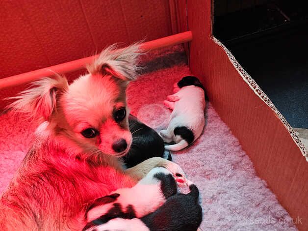 4 beautiful chihuahua boys for sale in Lampeter Velfrey, Pembrokeshire