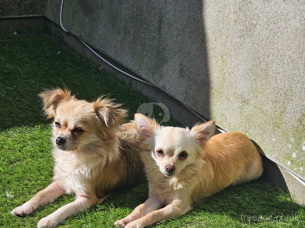 Chihuahuas for sale in Lampeter Velfrey, Pembrokeshire