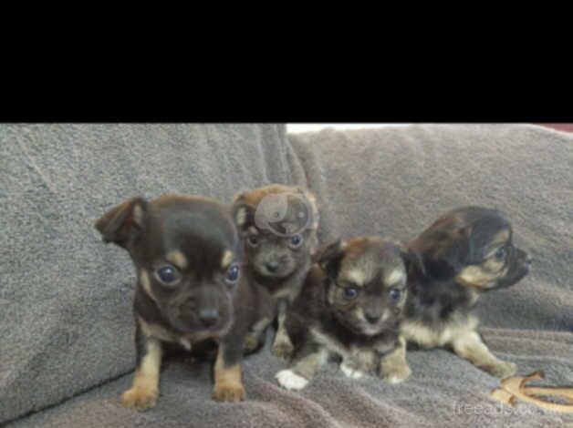 4 gorgeous xxxxsmall micro t cup toy chihuahua boys for sale in Great Malvern, Worcestershire - Image 1