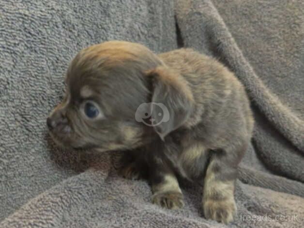 4 gorgeous xxxxsmall micro t cup toy chihuahua boys for sale in Great Malvern, Worcestershire - Image 3