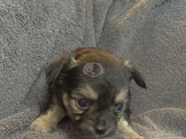 4 gorgeous xxxxsmall micro t cup toy chihuahua boys for sale in Great Malvern, Worcestershire - Image 4