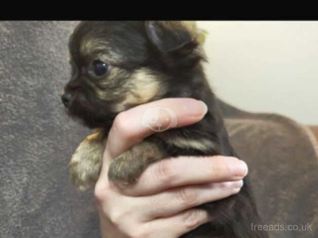 4 gorgeous xxxxsmall micro t cup toy chihuahua boys for sale in Great Malvern, Worcestershire - Image 5