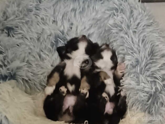 Chihuahua Puppies for sale