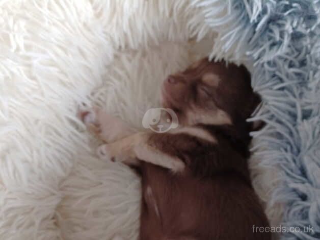 4 Long Haired Pure Breed Chihuahuas for sale in Stoke On Trent, Staffordshire - Image 5