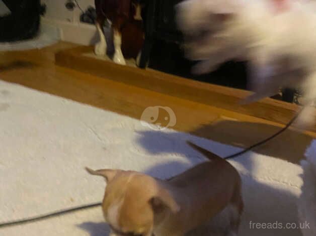 4 male chihuahua puppie ready in 2 weeks for sale in Ebbw Vale/Glyn Ebwy, Blaenau Gwent