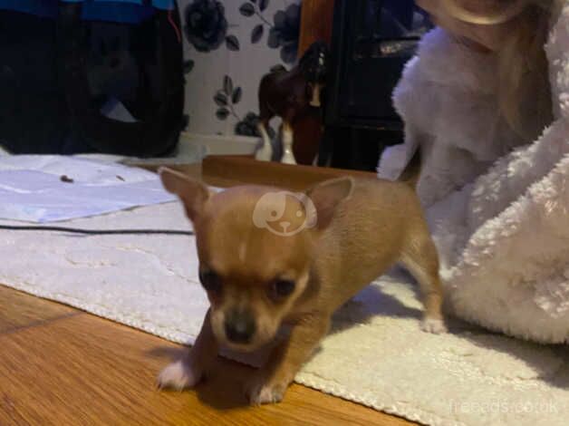 4 male chihuahua puppie ready in 2 weeks for sale in Ebbw Vale/Glyn Ebwy, Blaenau Gwent - Image 2