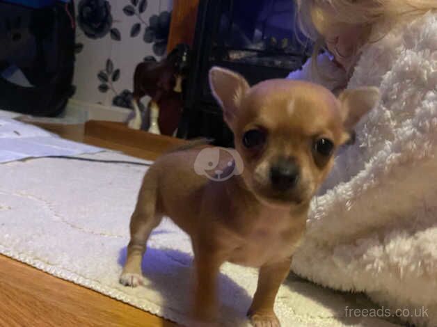 Chihuahua Puppies for sale in Blaenau Gwent