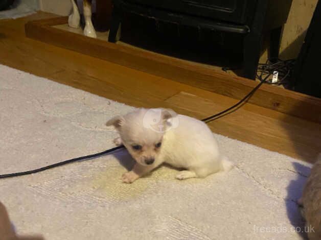 Chihuahua Puppies for sale