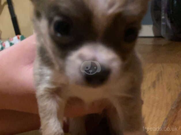 4 male chihuahua puppie ready in 2 weeks for sale in Ebbw Vale/Glyn Ebwy, Blaenau Gwent - Image 5