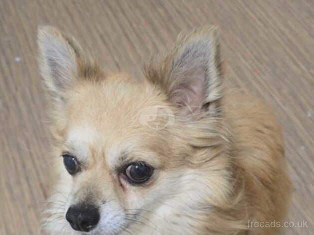 4 year old buster looking for a forever home for sale in Barrow-In-Furness, Cumbria - Image 1