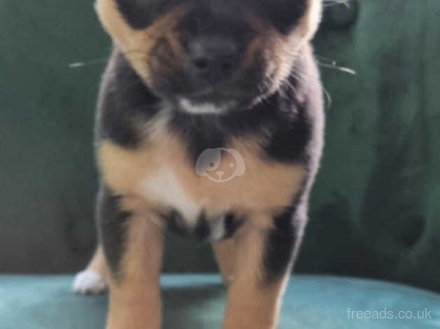 5 beautiful puppies looking for forever homes!! for sale in Grimsby, Lincolnshire - Image 4