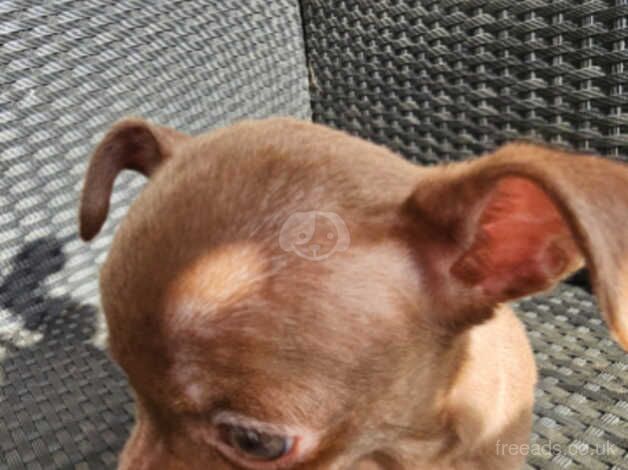 5 gorgeous chihuaha puppies £900 for sale in Bristol, Gloucestershire