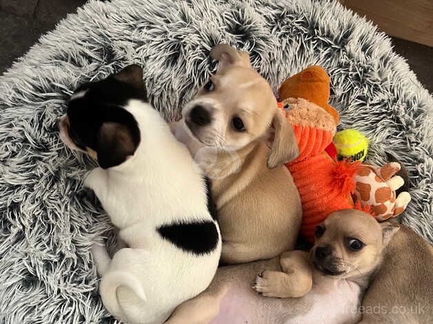 5 pedigree chihuahua puppies males for sale in Runcorn, Cheshire