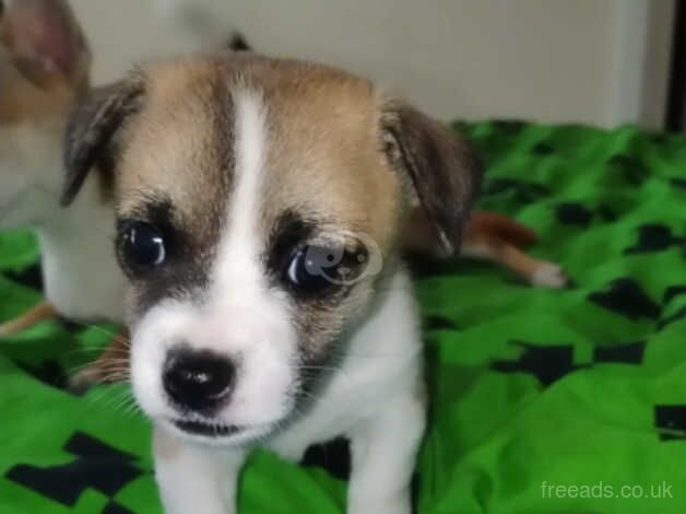 5 week old chihuahuas for sale! for sale in Bermondsey, Southwark, Greater London - Image 1