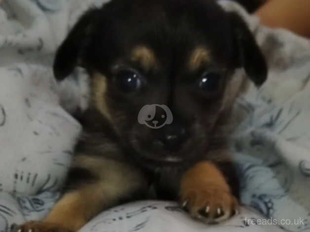 5 week old chihuahuas for sale! for sale in Bermondsey, Southwark, Greater London - Image 3