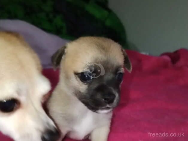 5 week old chihuahuas for sale! for sale in Bermondsey, Southwark, Greater London - Image 4