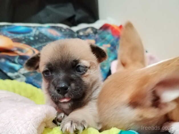 5 week old chihuahuas for sale! for sale in Bermondsey, Southwark, Greater London - Image 5