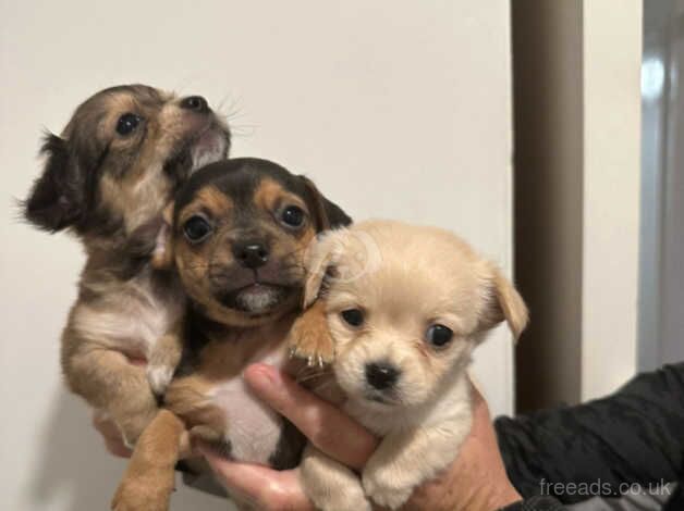 6 beautiful jackawa puppies for sale in Fishguard/Abergwaun, Pembrokeshire